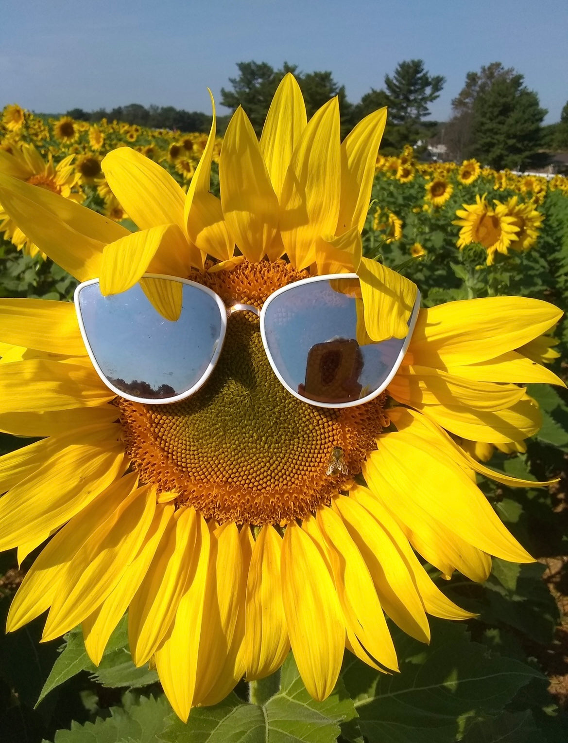 Cuff Bracelet - Pattern: April (Sunflowers), Vintage 1950