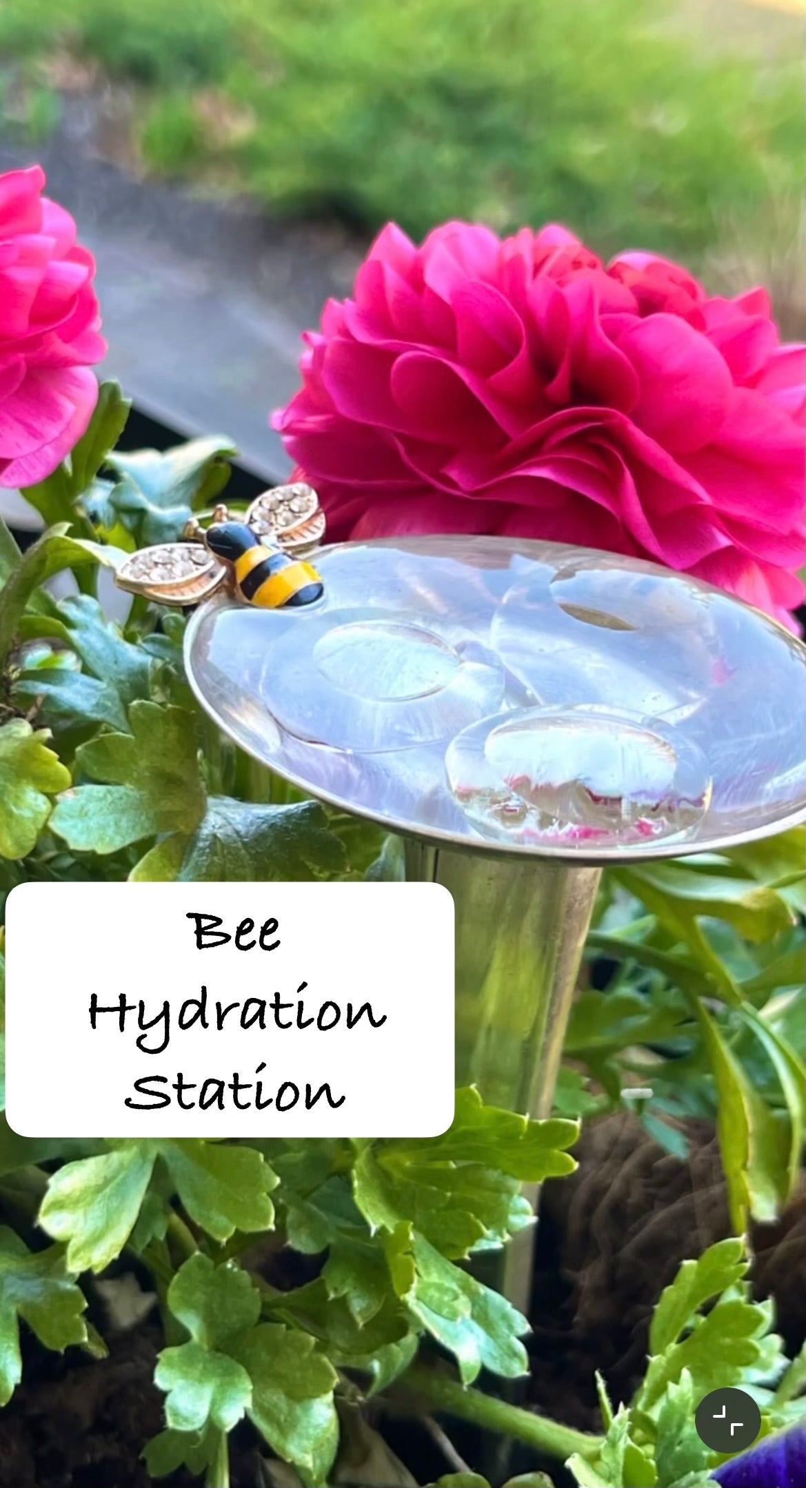 Bee Hydration Station